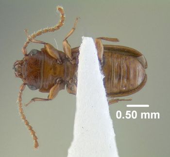 Media type: image;   Entomology 612915 Aspect: habitus ventral view